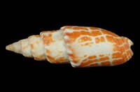 藏品(紅牙筆螺)的圖片